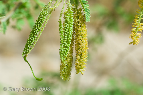 Prosopis spicigera